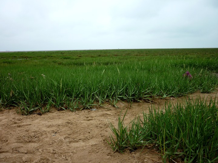 The saltmarsh stretching out into the Humber estuary